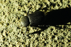 Hemiphileurus illatus