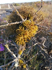 Dufourea flammea