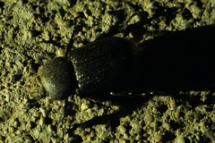 Hemiphileurus illatus