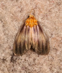 Eulithosia plesioglauca