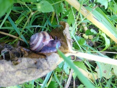 Karaftohelix maackii