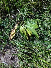 Gentiana lutea