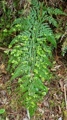 Asplenium bulbiferum