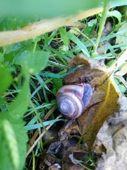 Karaftohelix maackii