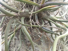 Tillandsia pseudobaileyi