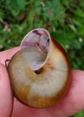 Karaftohelix maackii