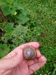 Karaftohelix maackii