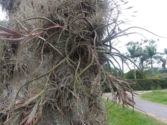 Tillandsia pseudobaileyi