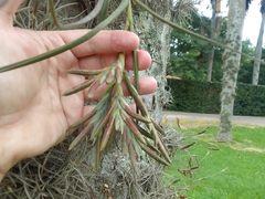 Tillandsia pseudobaileyi