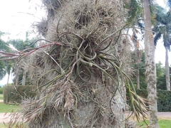 Tillandsia pseudobaileyi