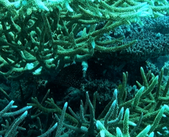 Cheilinus chlorourus