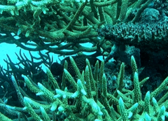 Cheilinus chlorourus