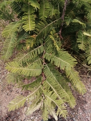 Vachellia pennatula