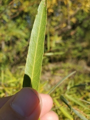 Salix melanopsis