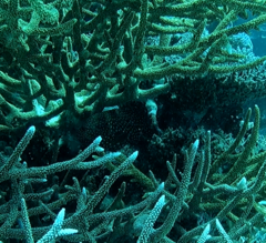 Cheilinus chlorourus