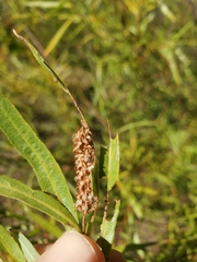Salix melanopsis