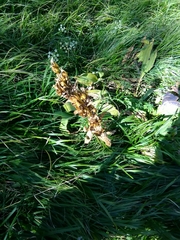 Gentiana lutea