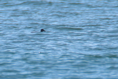 Melanitta perspicillata