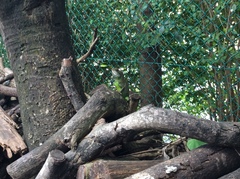 Physignathus cocincinus