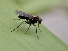 Diaphorinae