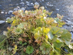 Darmera peltata