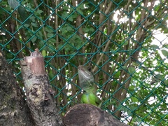 Physignathus cocincinus