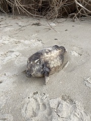 Anoplocapros inermis