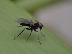 Diaphorinae