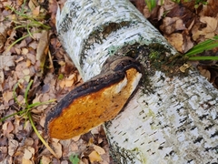 Euceraphis