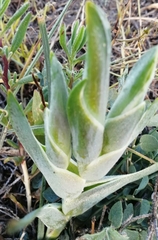Ferraria