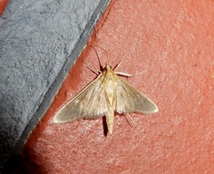 Steniini