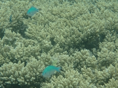 Chromis viridis