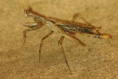 Litaneutria ocularis
