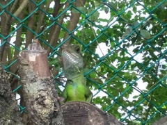 Physignathus cocincinus