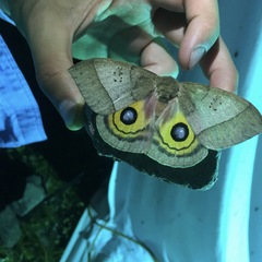 Automeris iris hesselorum