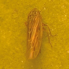 Graminella nigrifrons