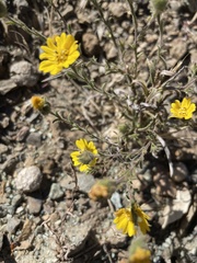 Hemizonia congesta lutescens