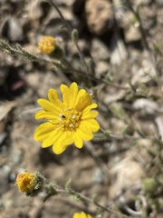 Hemizonia congesta lutescens