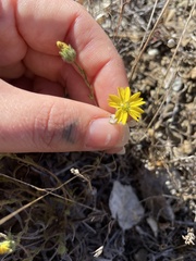 Hemizonia congesta lutescens
