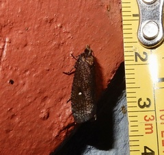 Cryptaspasma