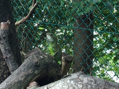 Physignathus cocincinus