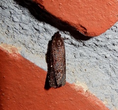 Cryptaspasma