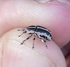 Eudiagogus rosenschoeldi