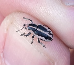 Eudiagogus rosenschoeldi