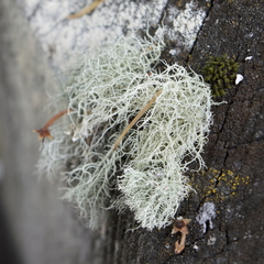Usnea subfloridana