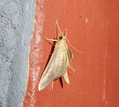 Steniini