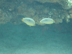 Chaetodon trifasciatus