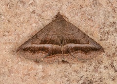 Lesmone griseipennis