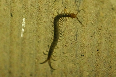 Scolopendra