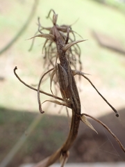 Eustala illicita